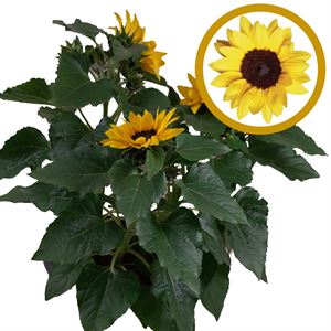 Afbeelding van TP26 Helianthus "knop" "Sunsation" 3 planten per pot